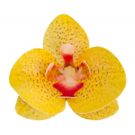 Flores de Oblea Orquídea Amarilla 10 ud - Dekora