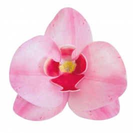Set de 10 Orquídeas de Oblea Rosas 8 cm