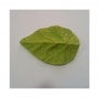 Marcador de nervaduras hoja de rosa
