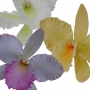 Kit Orquidea Cattleya: Cortadores y marcador