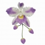 Set de 3 Cortadores Orquidea Catleya
