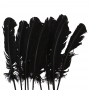 Juego de 10 Plumas Negras 20 cm