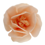 Decoraciones de Oblea Magnolia Blanca 6 ud - Dekora Decoraciones de Oblea Magnolia Blanca 6 ud - Dekora