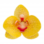 Flores de Oblea Orquídea Amarilla 10 ud - Dekora Flores de Oblea Orquídea Amarilla 10 ud - Dekora