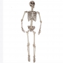 Esqueleto Colgante 1,65 m