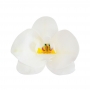 Set 10 Orquídeas de Oblea Blancas 8 cm