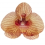 Set de 10 Orquídeas de Oblea Amarillas 8 cm Set de 10 Orquídeas de Oblea Amarillas 8 cm